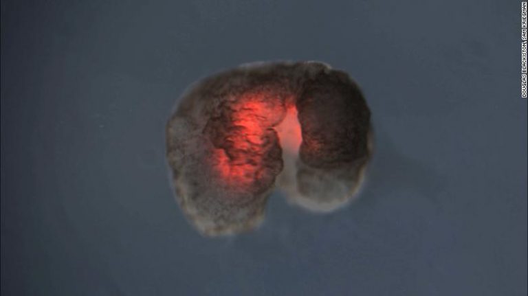 200114110026-02-xenobots-uvm-exlarge-169